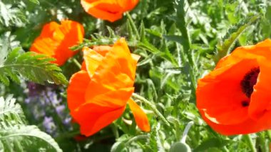 Büyük, alışılmadık turuncu gelincik yaprakları bir bahar günü bir çiçek tarhında rüzgarda sallanıyor..