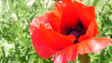 Büyük kırmızı gelincik yaprakları rüzgarda sallanıyor. Bir bahar günü parkta. Çiçek tarlasında..