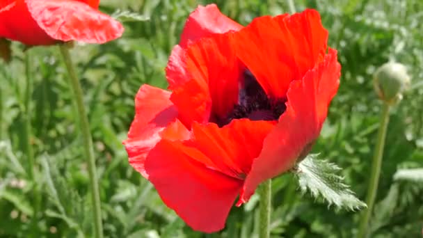 Huge Red Poppy Petals Sway Wind Spring Day Park Flower — Stock Video