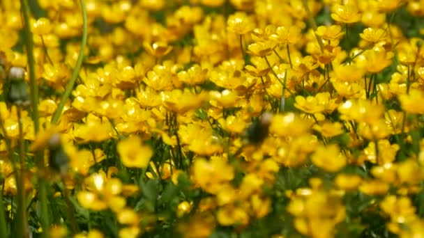 Een Glade Van Kleine Gele Bloemen Een Voorjaar Bloembed — Stockvideo