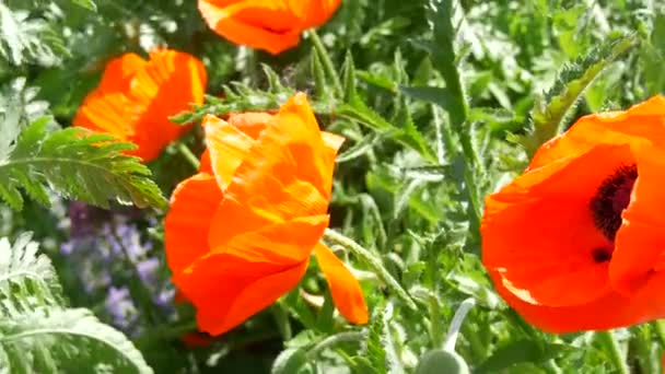 Ogromne Niezwykłe Pomarańczowe Płatki Maku Kołyszą Się Wietrze Wiosenny Dzień — Wideo stockowe