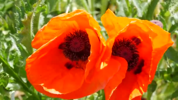 春天的一天 在花坛上的一个公园里 巨大的不同寻常的橙色罂粟花瓣在风中摇曳 — 图库视频影像