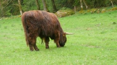 Big hairy brown bull grazes on a green meadow.