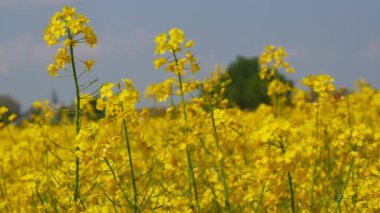 Yellow flowering rapeseed field in spring outdoors. Canola Agriculture Field.
