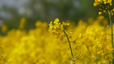 Yellow flowering rapeseed field in spring outdoors. Canola Agriculture Field.