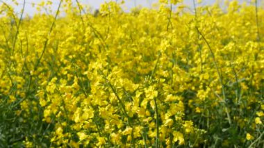 Yellow flowering rapeseed field in spring outdoors. Canola Agriculture Field.