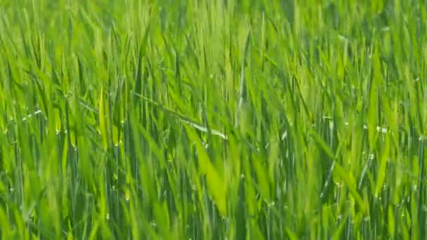 Green Fresh Young Wheat Fields Grows Ripens Future Harvest — Videoclip de stoc