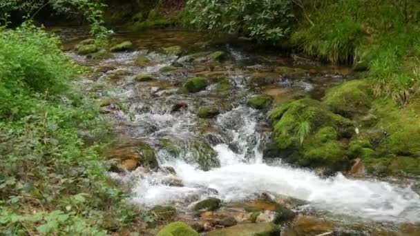 Beautiful Clean Transparent Mountain Stream Black Forest Mountains Baden Wurttemberg — Vídeos de Stock