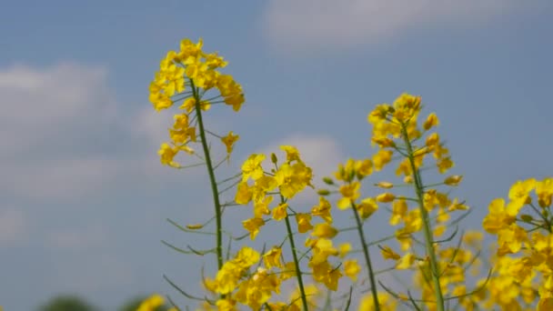 Желтое Цветущее Рапсовое Поле Весной Открытом Воздухе Сельское Хозяйство Канолы — стоковое видео