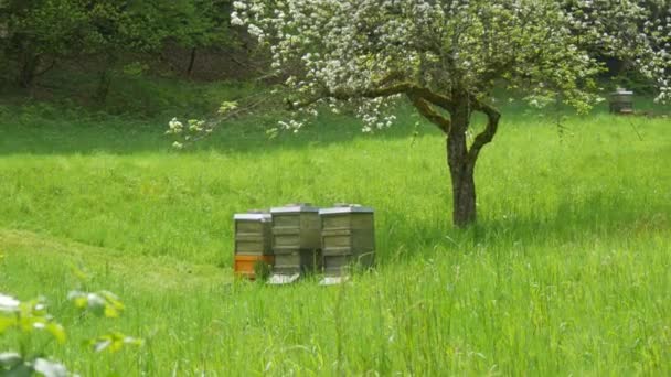 Beautiful View Beehives Spring Day Flowering Tree Grass Green Meadow — Stock Video