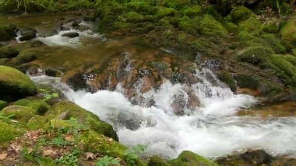 Beautiful Clean Transparent Mountain Stream Black Forest Mountains Baden Wurttemberg — Stockvideo