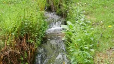 Almanya, Baden Wurttemberg 'deki Kara Orman Dağları' nda güzel, şeffaf bir dağ deresi. Temiz su yeşil çimenler arasında saf doğada akar..