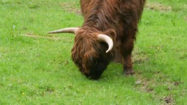 Big hairy brown bull grazes on a green meadow.