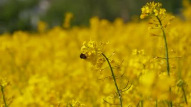 Yellow flowering rapeseed field in spring outdoors. Canola Agriculture Field.
