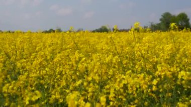 Yellow flowering rapeseed field in spring outdoors. Canola Agriculture Field.