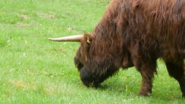 Big hairy brown bull grazes on a green meadow.