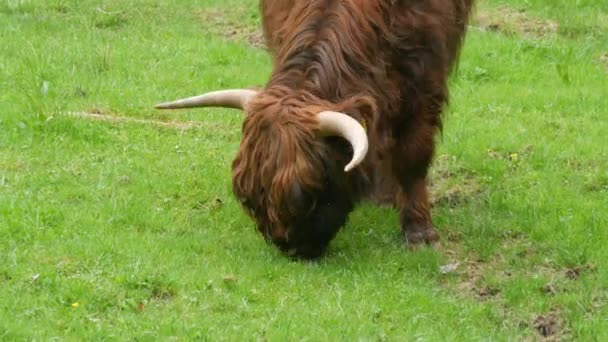 Big Hairy Brown Bull Grazes Green Meadow — 图库视频影像