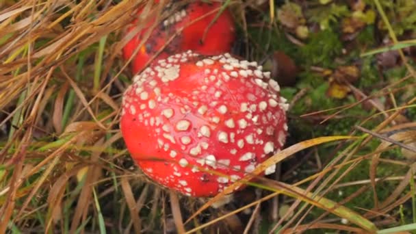 Δηλητηριώδης Μύγα Αγαρική Κόκκινο Καπάκι Λευκή Κουκίδα Στο Δάσος — Αρχείο Βίντεο