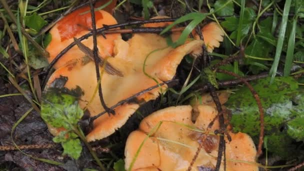 Muitos Cogumelos Florestais Que Crescem Chão Cobertos Com Musgo Colheita — Vídeo de Stock