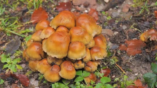 Many Forest Mushrooms Grow Ground Covered Moss Autumn Harvest Mushrooms — Stock Video