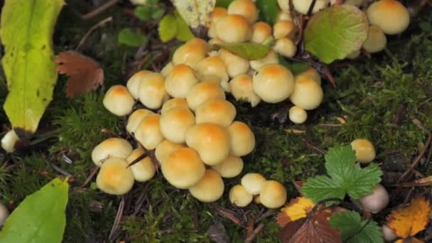 许多生长在布满苔藓的地面上的森林蘑菇 森林里的蘑菇秋天的收获 — 图库视频影像