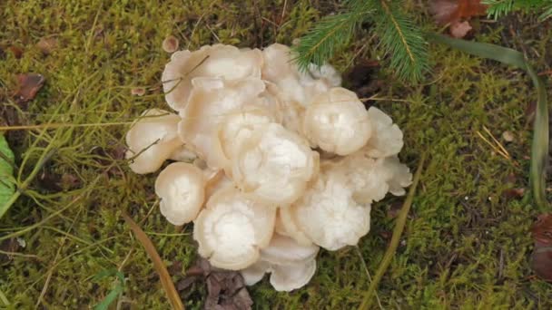 许多白色的森林蘑菇生长在覆盖着苔藓的地面上 秋天收获的蘑菇在森林的最高处 — 图库视频影像