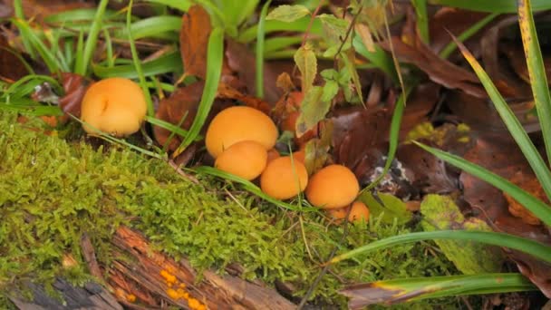 Muchos Hongos Forestales Que Crecen Suelo Cubiertos Musgo Cosecha Otoñal — Vídeos de Stock