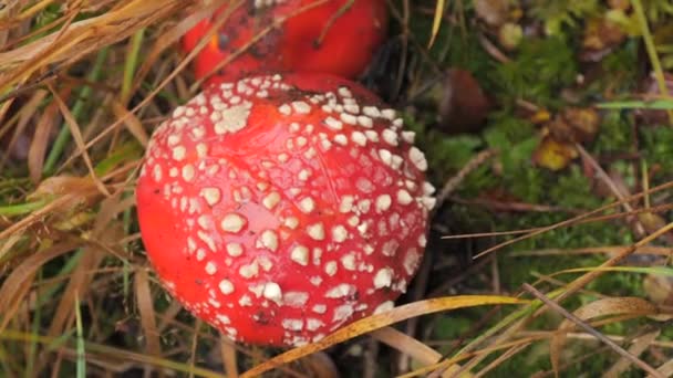 Giftiger Fliegenpilz Mit Roter Mütze Einem Weißen Punkt Wald — Stockvideo