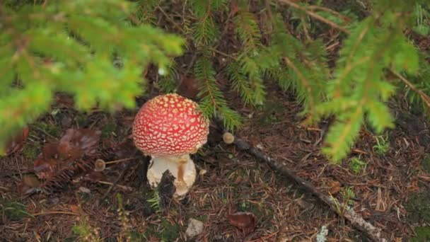Ormanda Beyaz Bir Noktadaki Kırmızı Başlıklı Zehirli Sinek Agariği — Stok video
