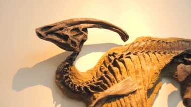 Müzede sergilenen dinozor iskeletleri.
