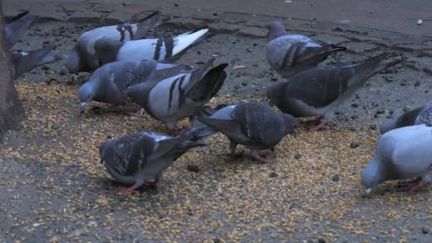 Sabahın Erken Saatlerinde Bir Grup Sokak Güvercini Yerdeki Tahılları Gagalıyor — Stok video