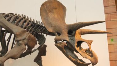 Müzede sergilenen dinozor iskeletleri.