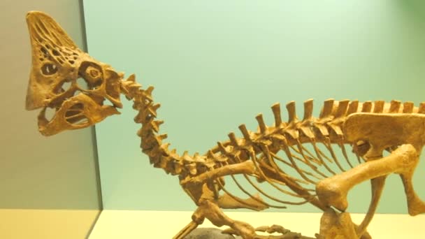 Squelettes Dinosaures Exposés Dans Musée — Video