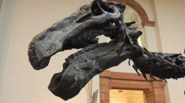 Müzede sergilenen dinozor iskeletleri.