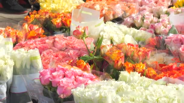 Février 2024 Kehl Allemagne Des Roses Fraîches Multicolores Diverses Autres — Video