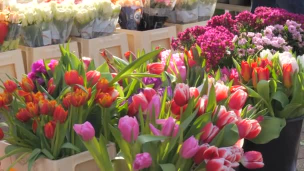Febrero 2024 Kehl Alemania Rosas Tulipanes Frescos Multicolores Variados Otras — Vídeo de stock
