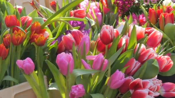 Bunga Bunga Berwarna Warni Segar Dan Berbagai Tulip Serta Bunga — Stok Video