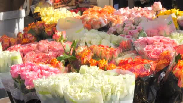 Φεβρουαρίου 2024 Kehl Γερμανία Φρέσκα Πολύχρωμα Και Διάφορα Τριαντάφυλλα Και — Αρχείο Βίντεο