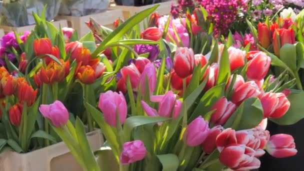 Tulipani Multicolori Freschi Vari Altri Fiori Mazzi Sono Venduti Mercato — Video Stock