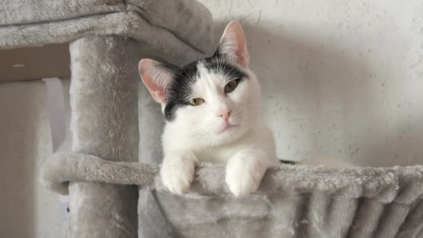 一只漂亮的成年黑白欧洲山猫躺在为猫准备的灰色树床里 一只金眼猫直接看着摄像机 — 图库视频影像