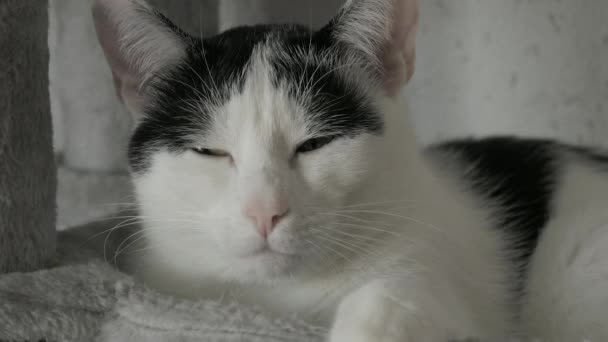 Hermoso Adulto Blanco Negro Europeo Gato Taquigrafía Descansa Especial Gris — Vídeos de Stock