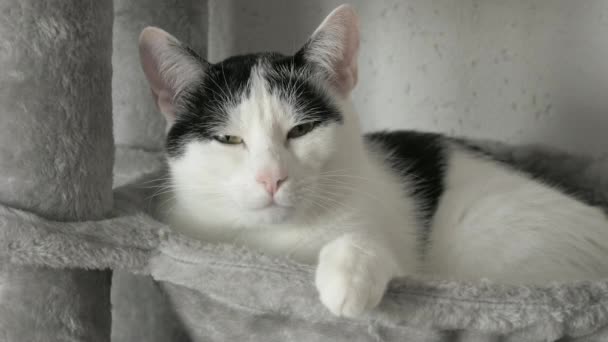 美しい大人の黒と白のヨーロッパのショートヘアの猫は猫のための特別な灰色の木のベッドに眠ります — ストック動画