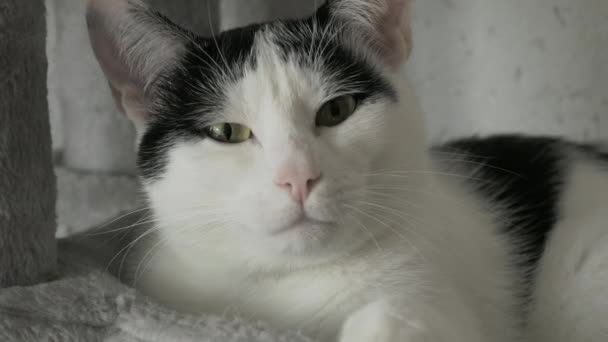 美しい大人の黒と白のヨーロッパのショートヘアの猫は 猫のための特別な灰色の木のベッドに眠ります 金色の目を持つ猫がカメラに直接見える — ストック動画