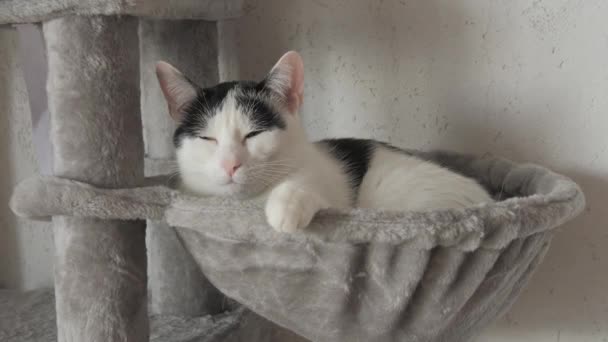 Красива Доросла Чорно Біла Європейська Короткошерста Кішка Відпочиває Спеціальному Сірому — стокове відео