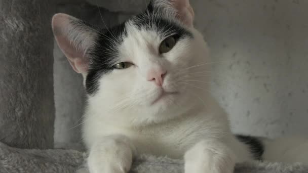 Гарний Дорослий Чорно Білий Європейський Короткошерстий Кіт Відпочиває Спеціальному Сірому — стокове відео
