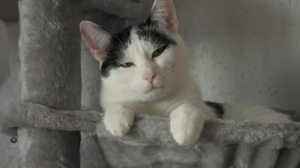 Güzel Bir Yetişkin Siyah Beyaz Avrupa Shorthair Kedisi Kediler Için — Stok video