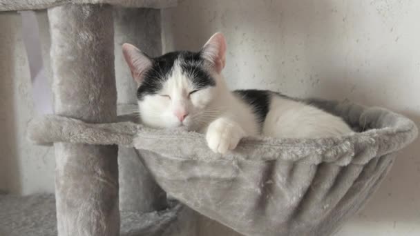 Красива Доросла Чорно Біла Європейська Короткошерста Кішка Відпочиває Спеціальному Сірому — стокове відео