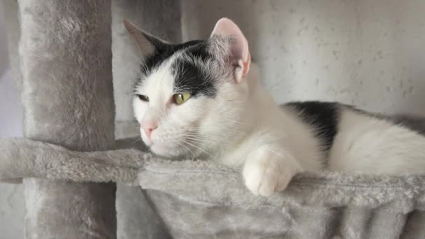 Belo Adulto Preto Branco Europeu Shorthair Gato Descansa Uma Cama — Vídeo de Stock