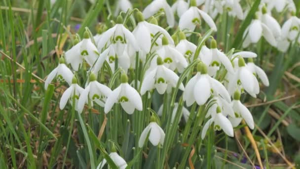 素晴らしい柔らかい春ホワイトスノードロップが芝生の景色に咲き 閉じる — ストック動画
