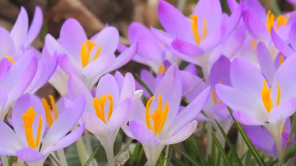 春の公園で紫色のワニやサフランが咲き 近くの景色を見る — ストック動画